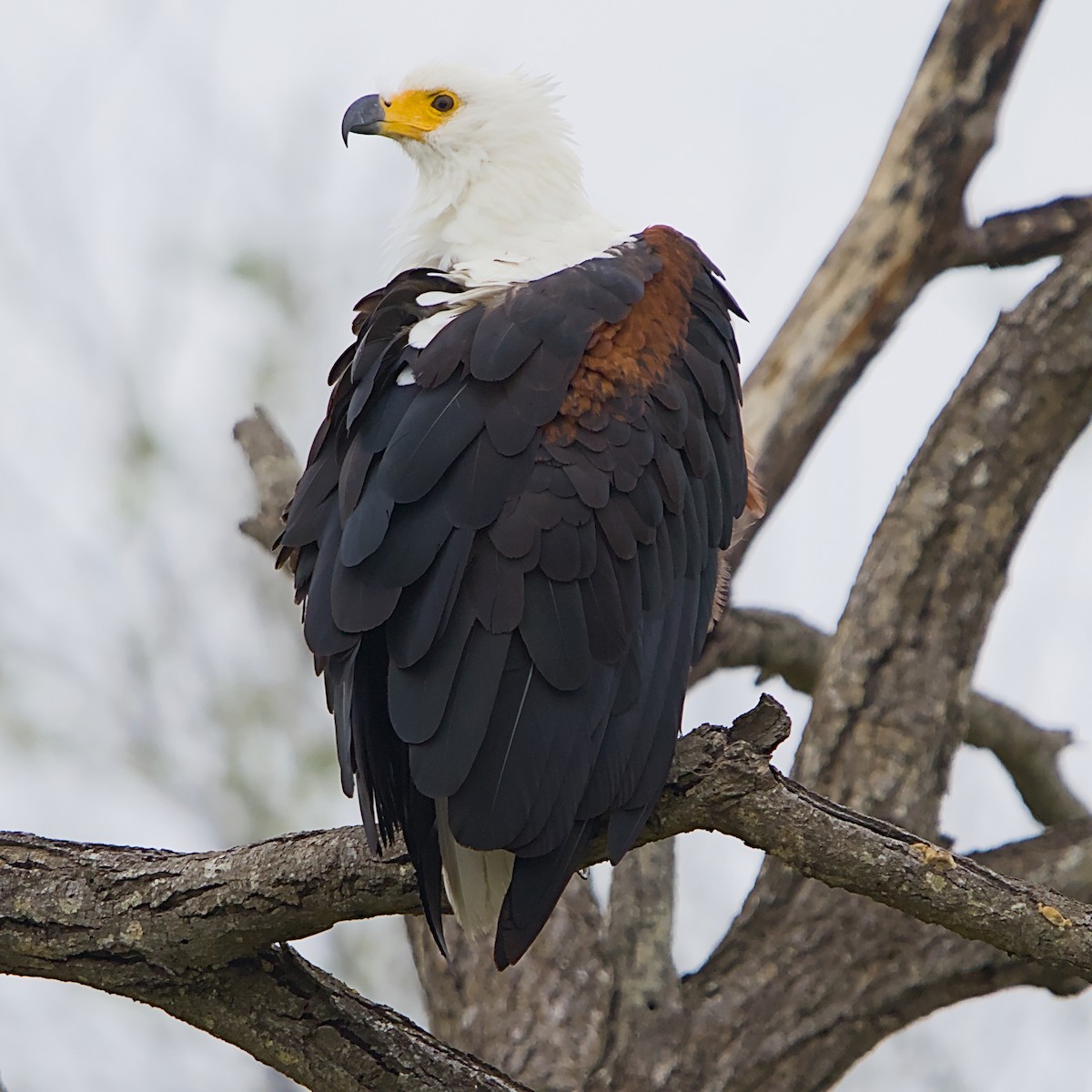 Schreiseeadler - ML646392250