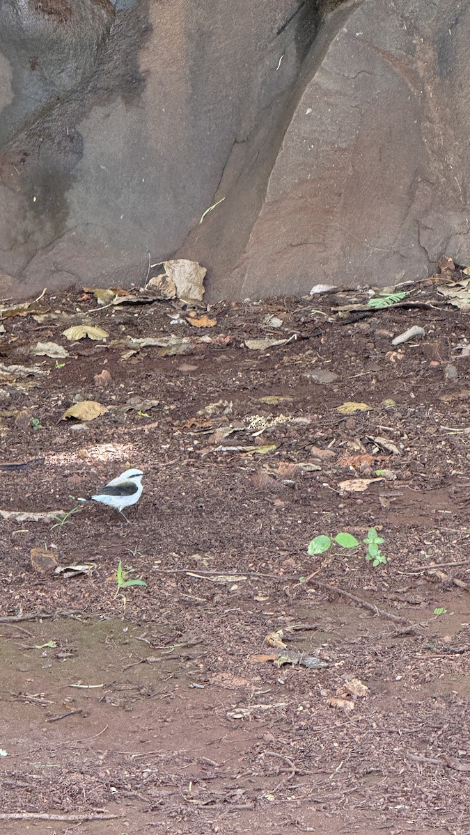 Graurücken-Wassertyrann - ML646392251