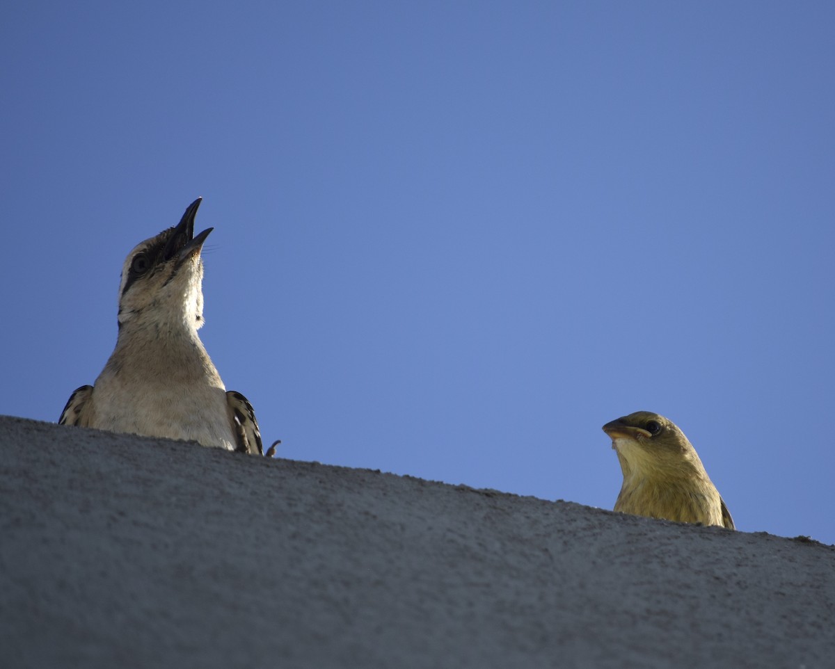 Camposspottdrossel - ML646392252