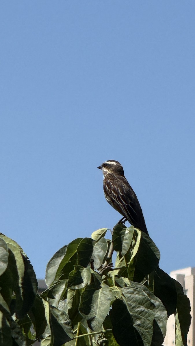 Schuppenrücken-Maskentyrann - ML646392253