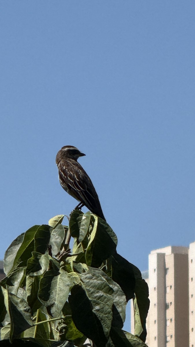 Schuppenrücken-Maskentyrann - ML646392254