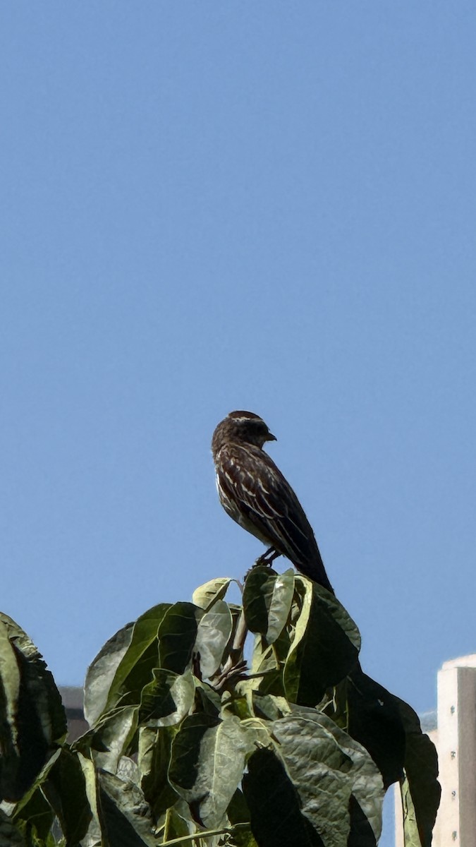 Schuppenrücken-Maskentyrann - ML646392255