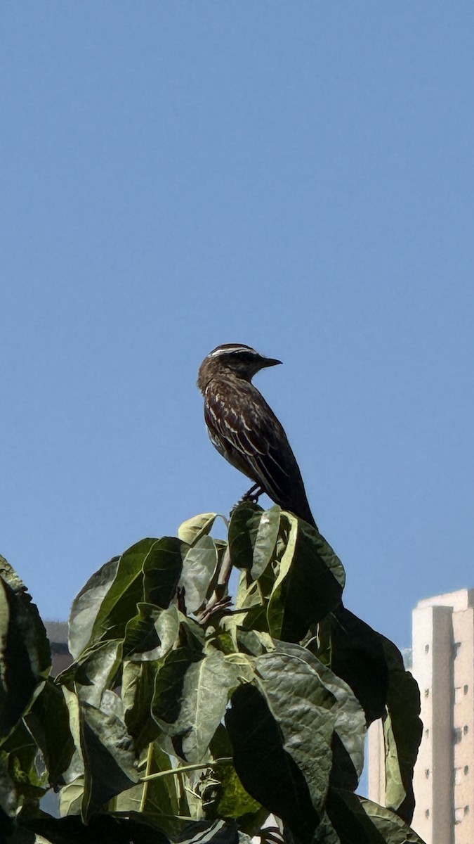 Schuppenrücken-Maskentyrann - ML646392256