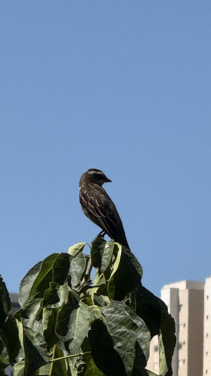 Schuppenrücken-Maskentyrann - ML646392258