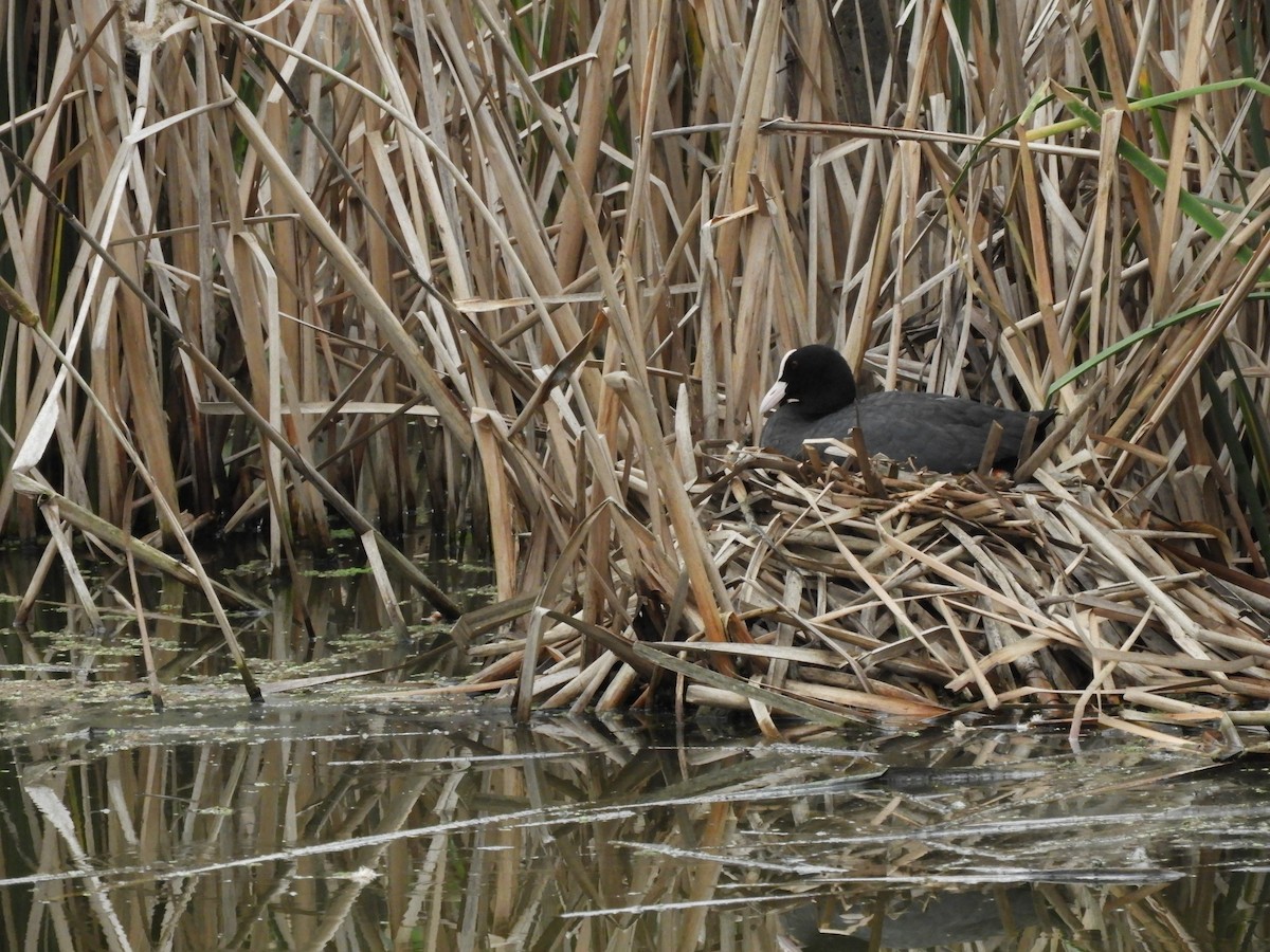 Blässhuhn - ML646392259