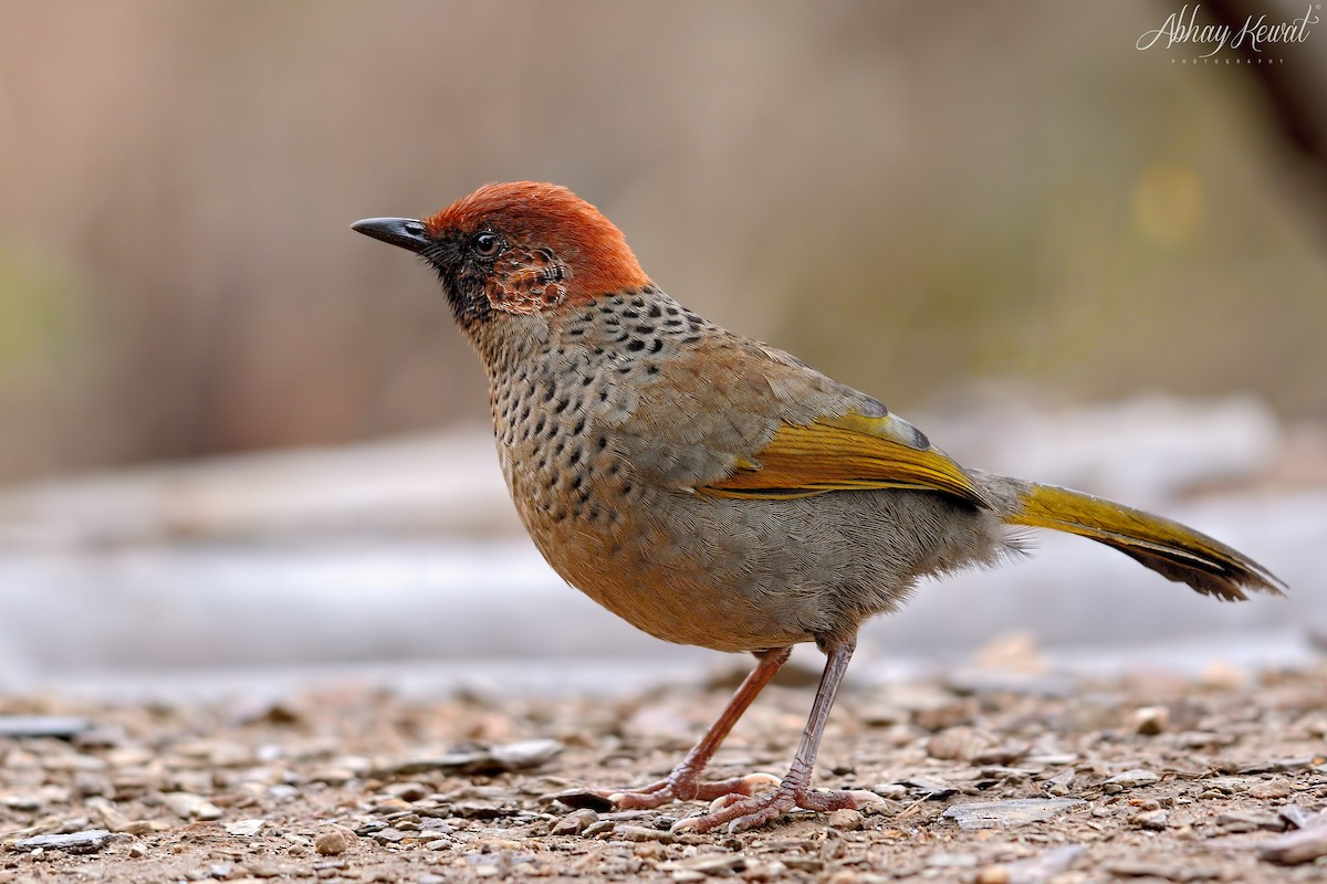 Rotscheitelhäherling - ML646392266