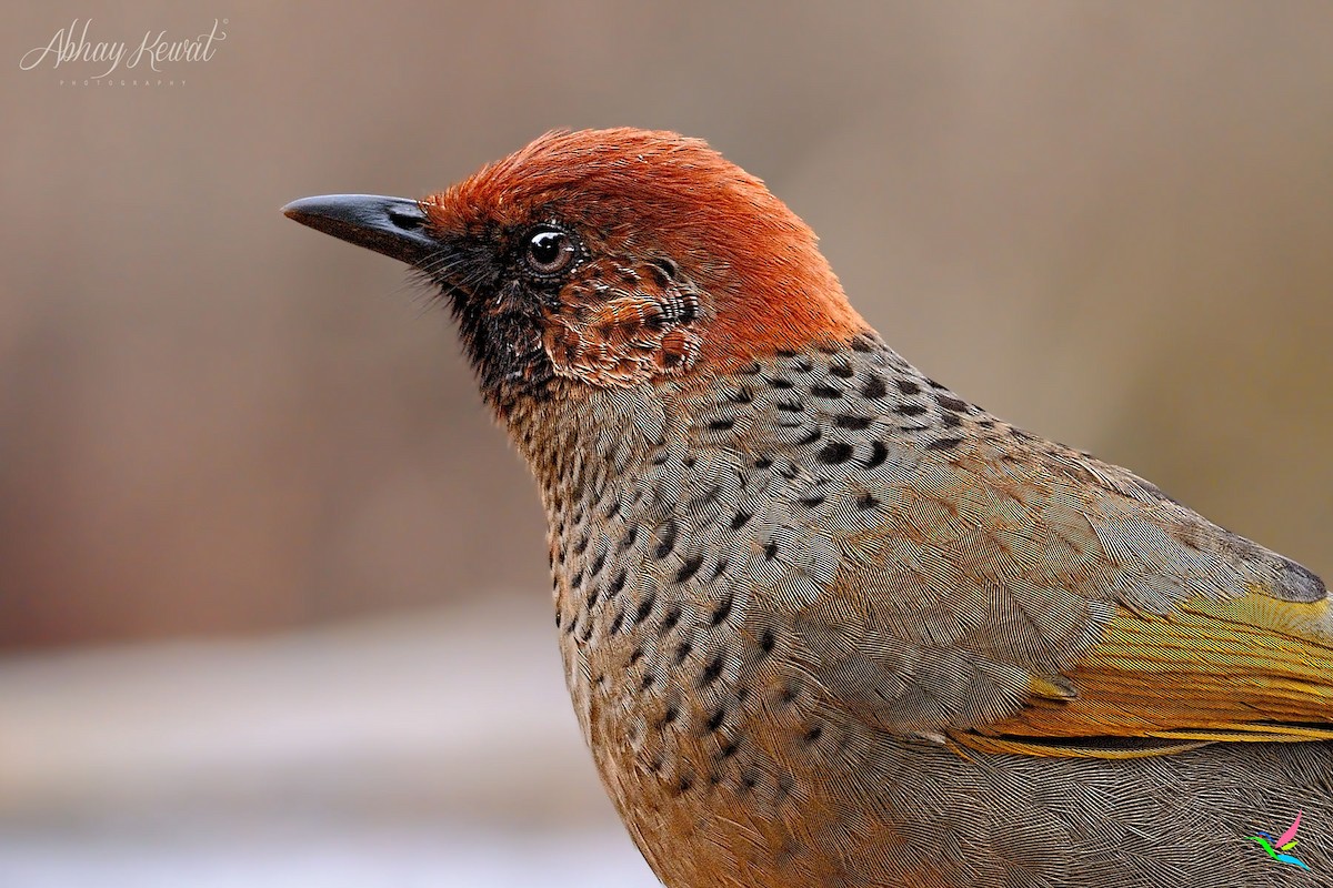 Rotscheitelhäherling - ML646392267