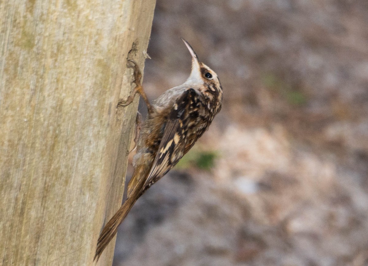 Amerikabaumläufer - ML646392268