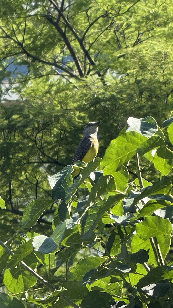 Trauerkönigstyrann - ML646392269