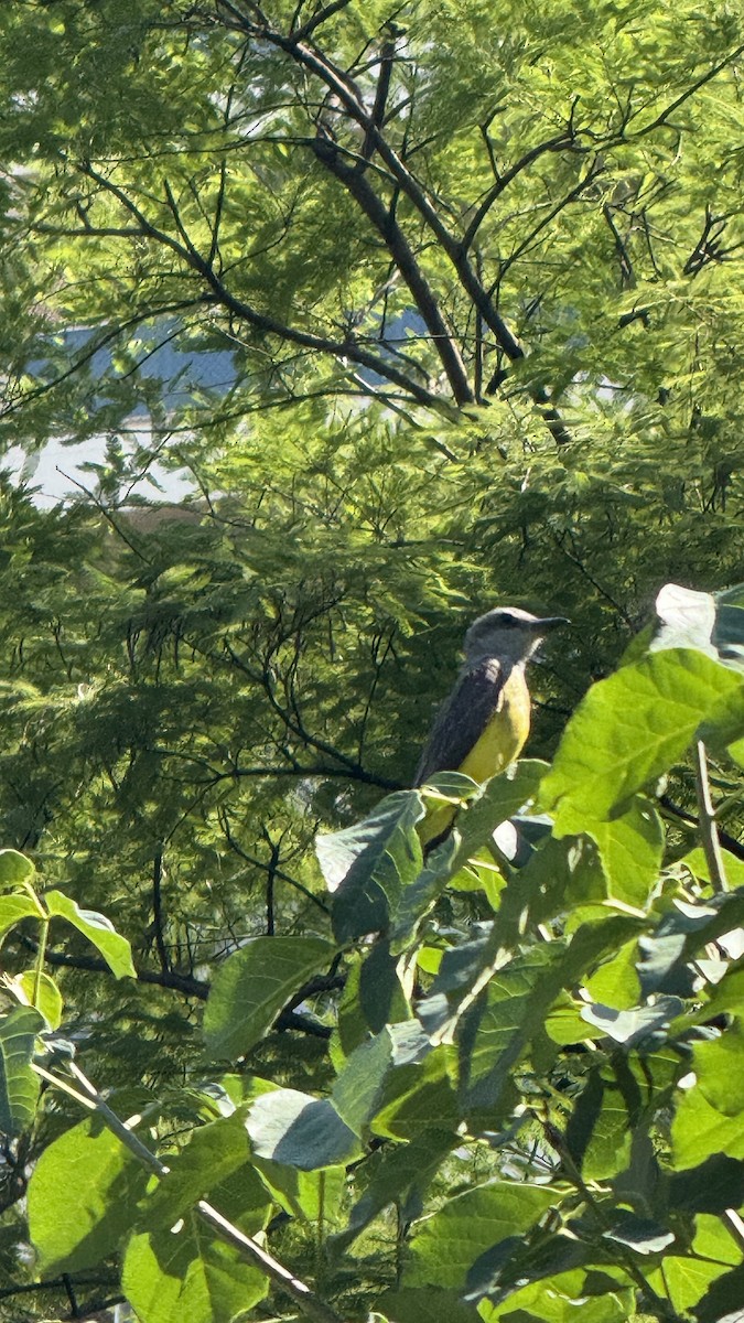 Trauerkönigstyrann - ML646392270