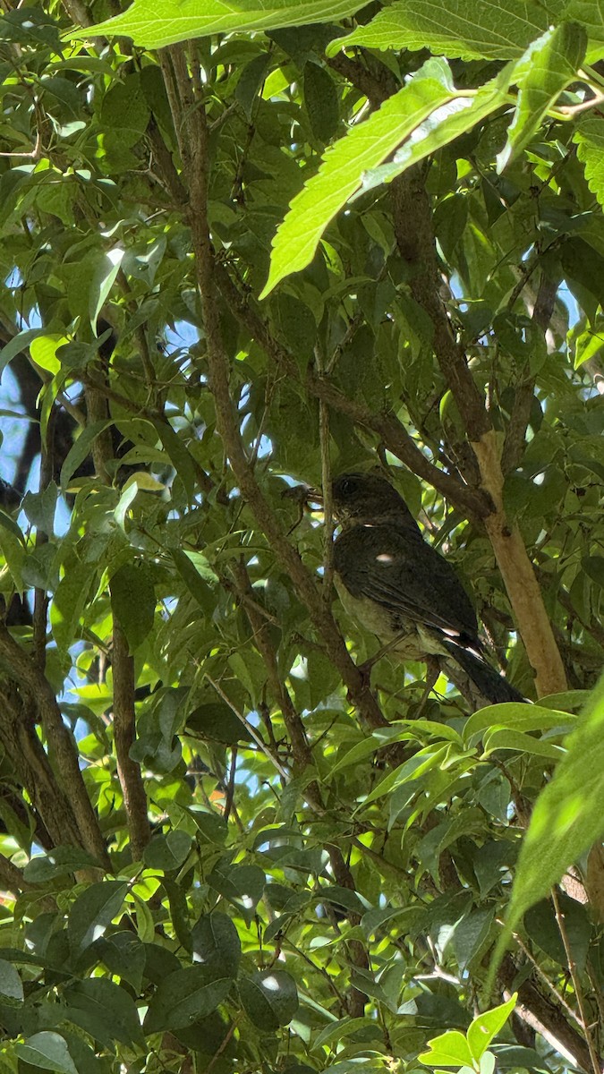 Trauerkönigstyrann - ML646392271