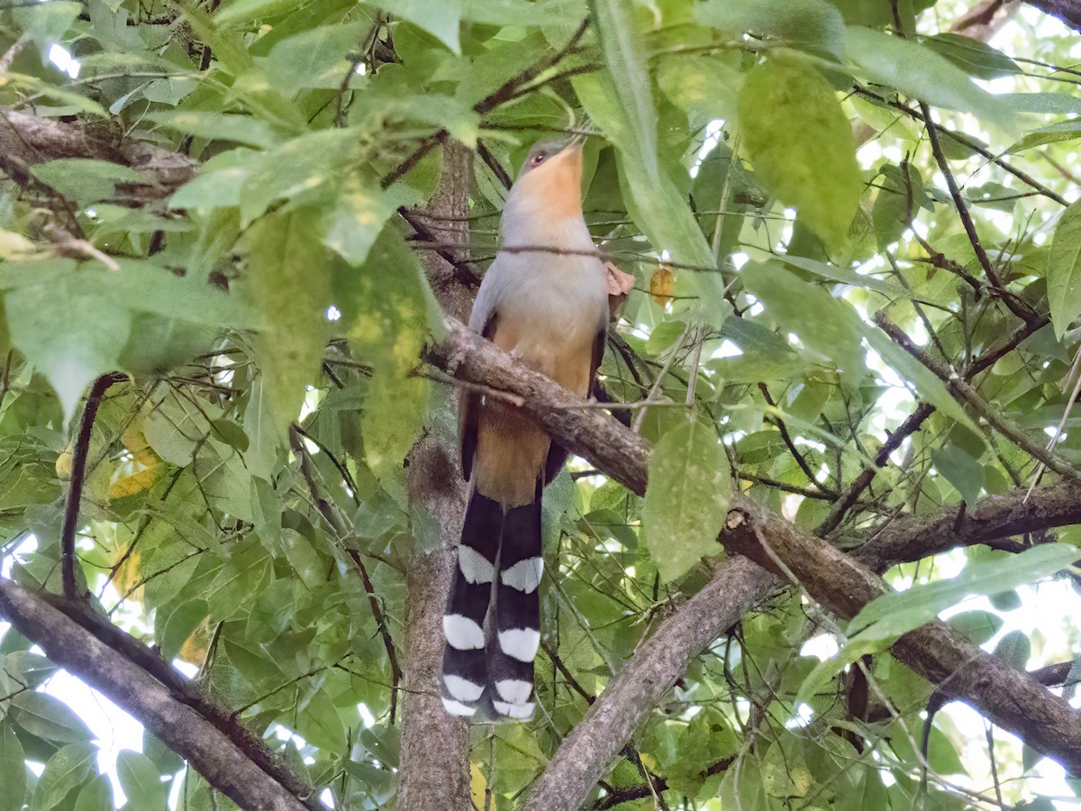 Hispaniolakuckuck - ML646392272