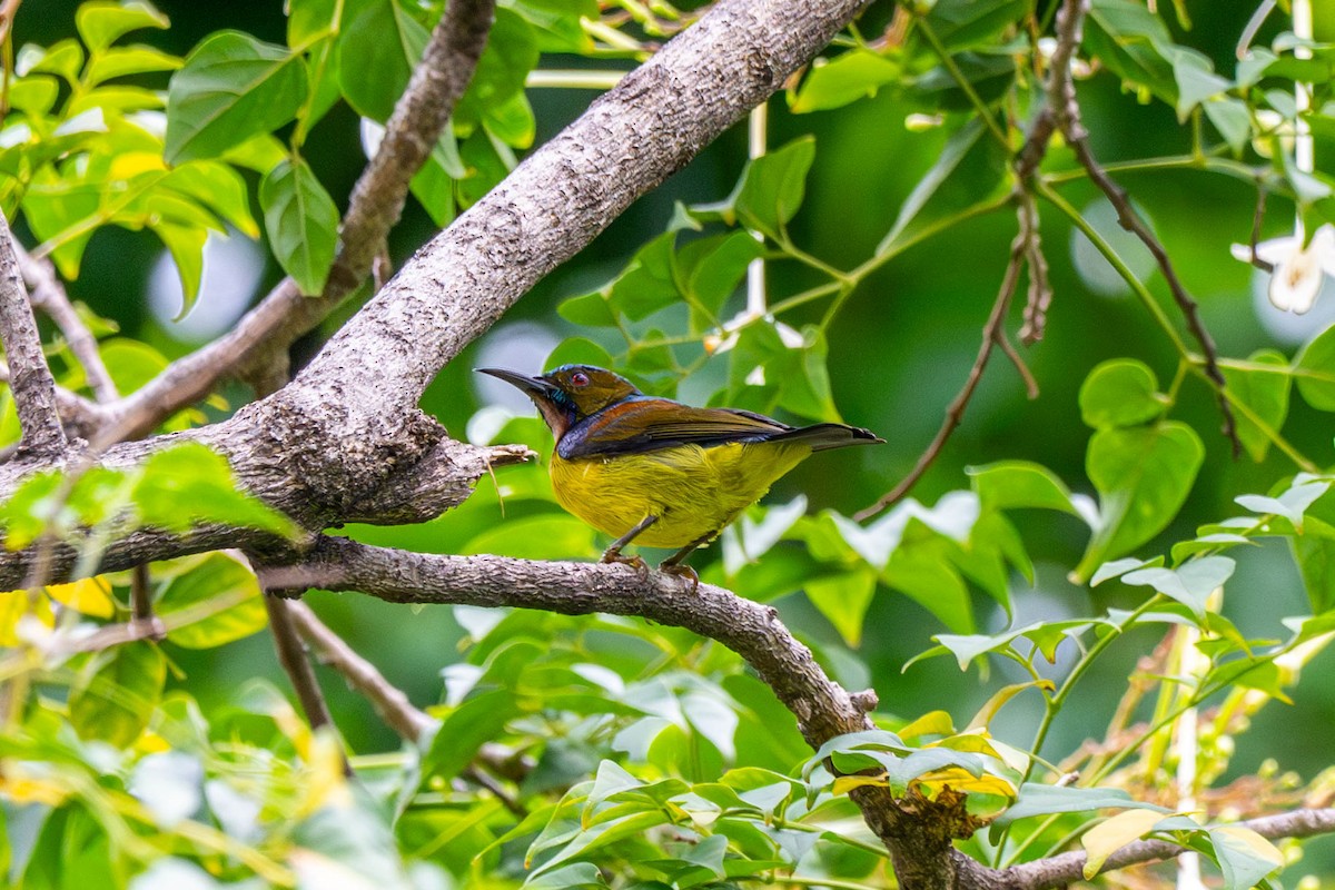 Braunkehl-Nektarvogel - ML646392274