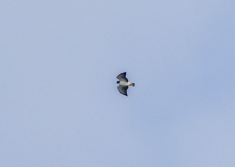 Short-tailed Hawk - ML646392275