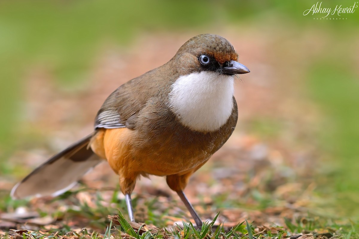 Weißkehlhäherling - ML646392278