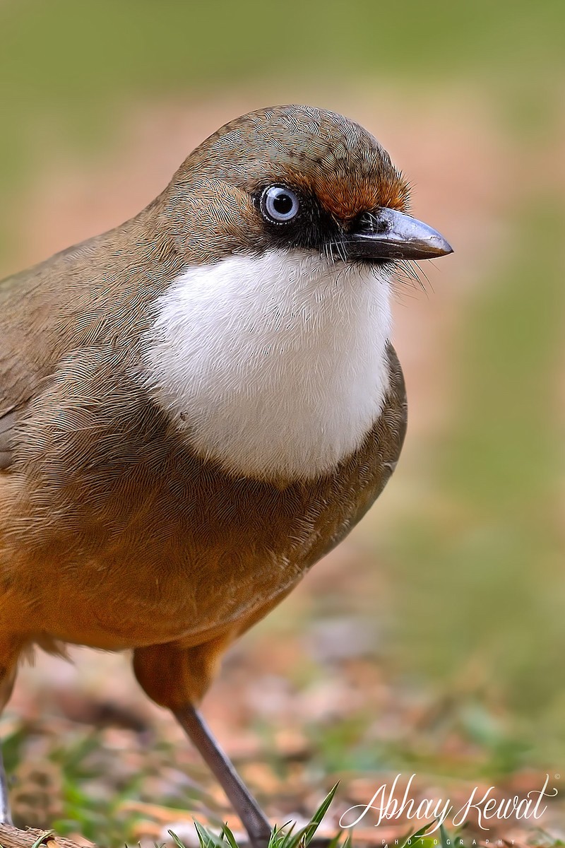 Weißkehlhäherling - ML646392279