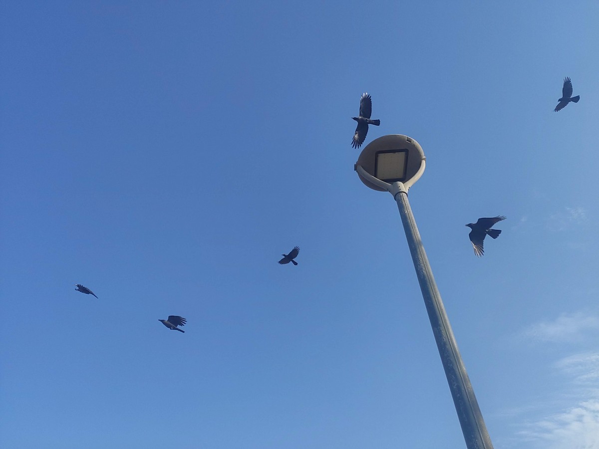 Glanzkrähe - ML646392280