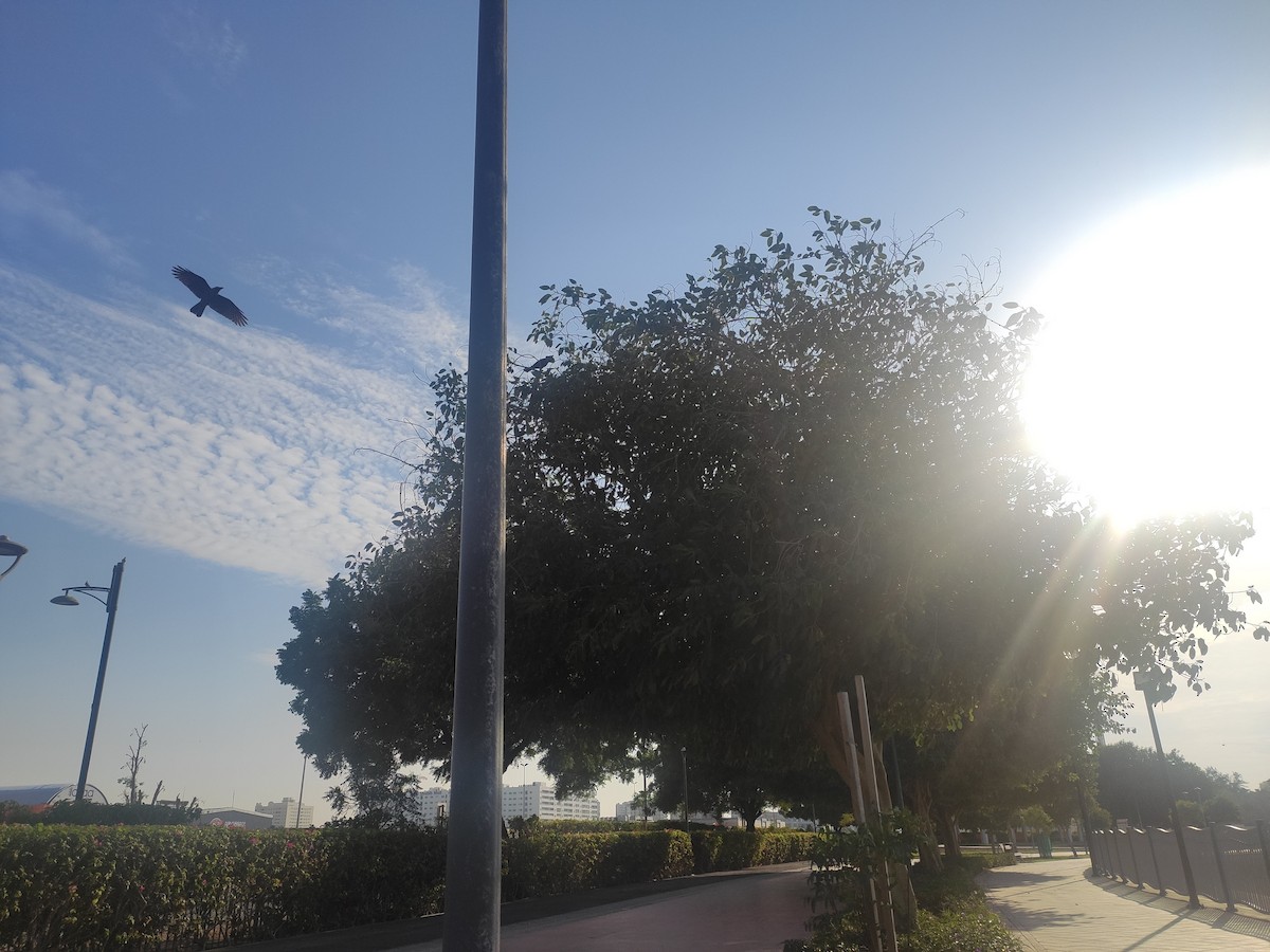 Glanzkrähe - ML646392281