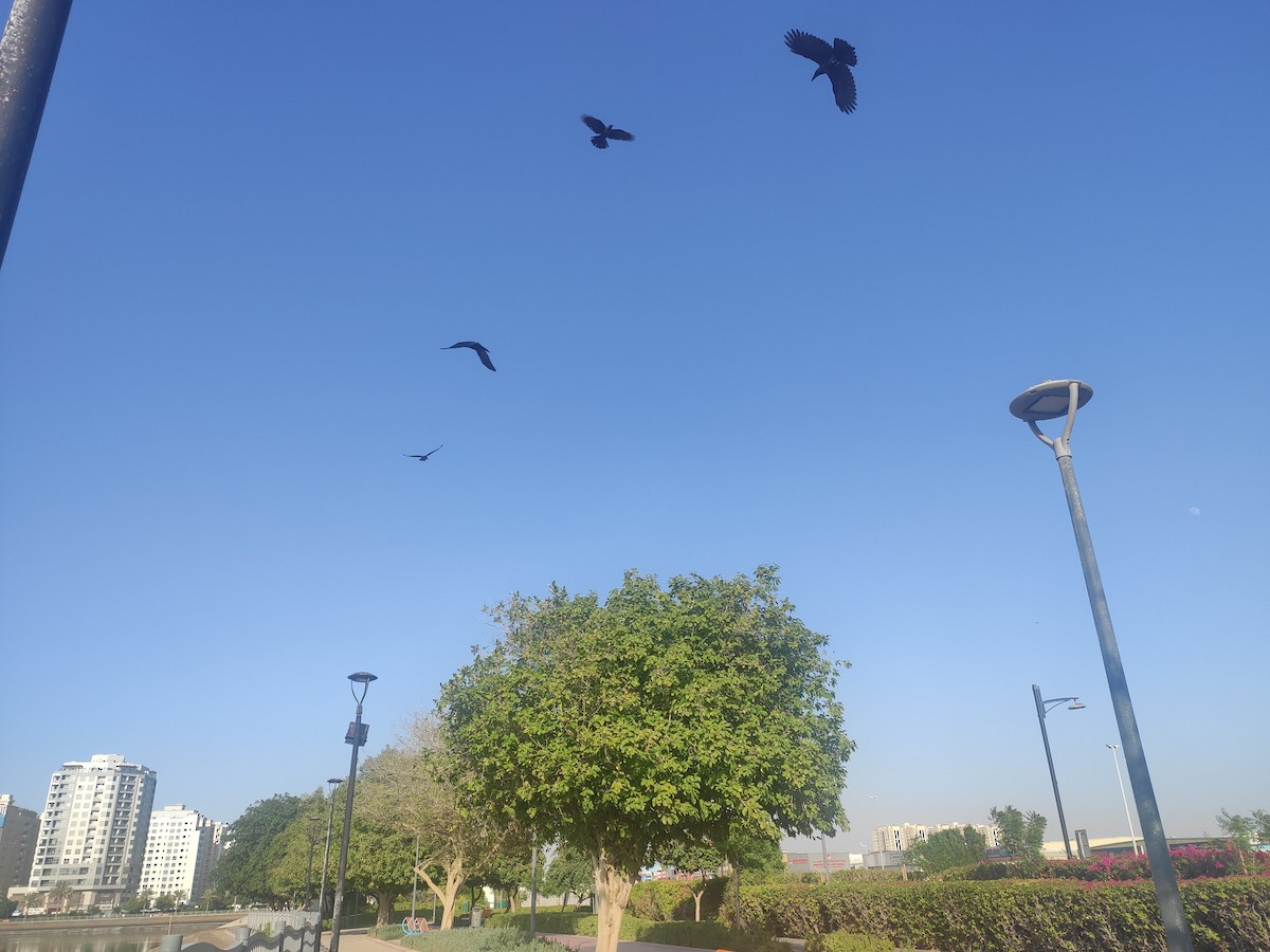 Glanzkrähe - ML646392282