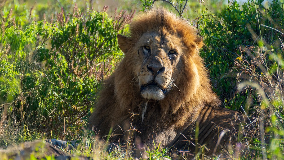 Mammals - ML646392286