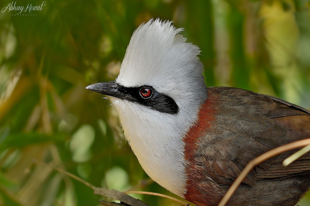 White-crested Laughingthrush - ML646392287