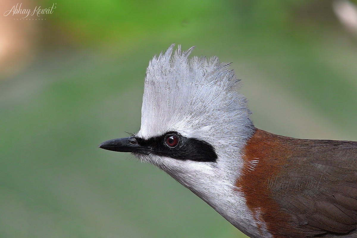 White-crested Laughingthrush - ML646392288
