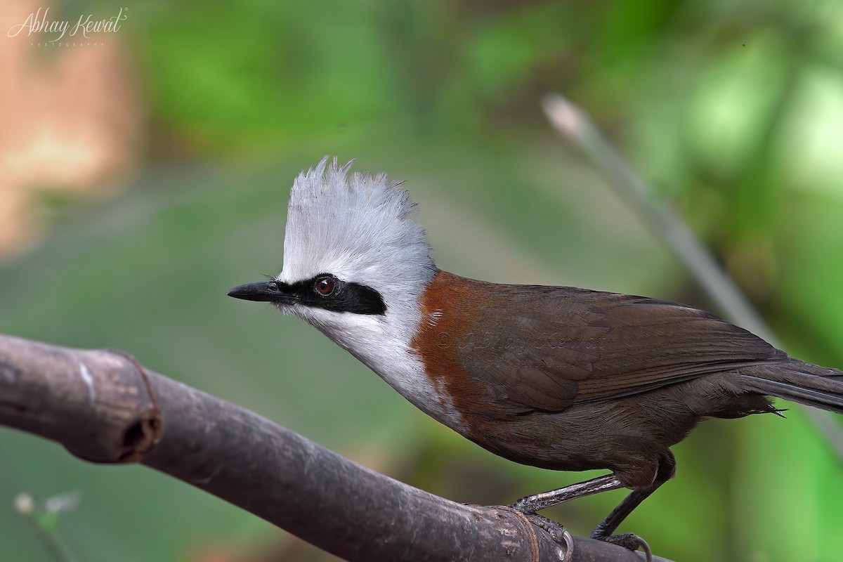 White-crested Laughingthrush - ML646392289