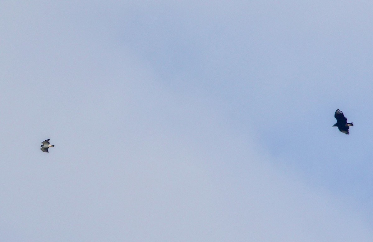 Short-tailed Hawk - ML646392290