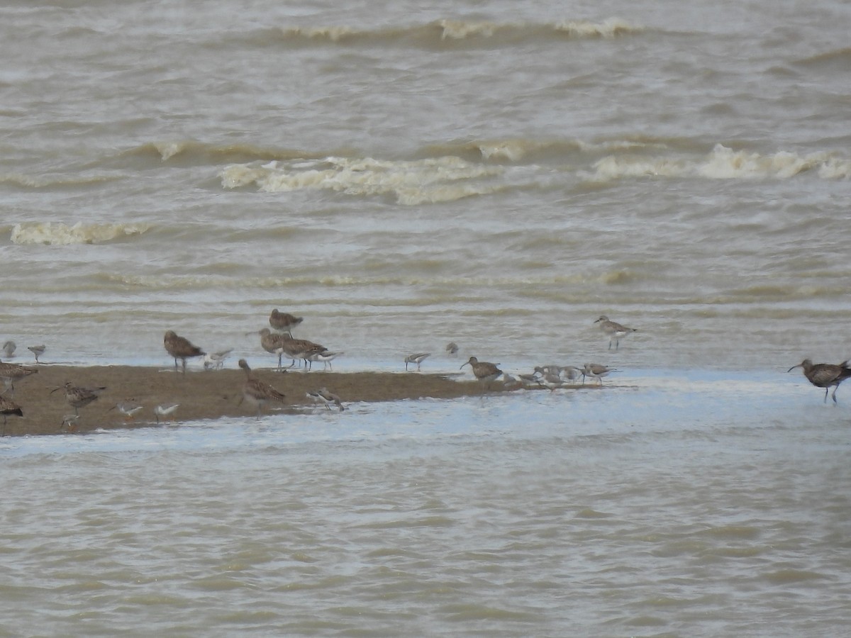 大濱鷸 - ML646392292