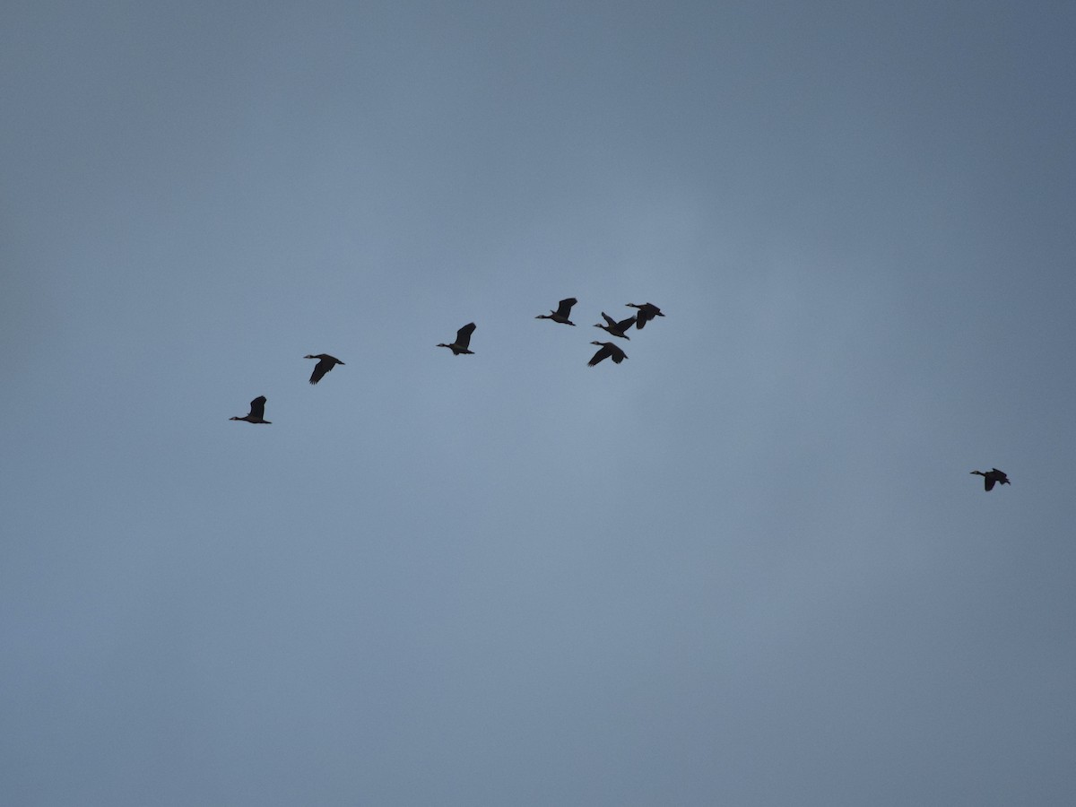 Dendrocigna facciabianca - ML646392293