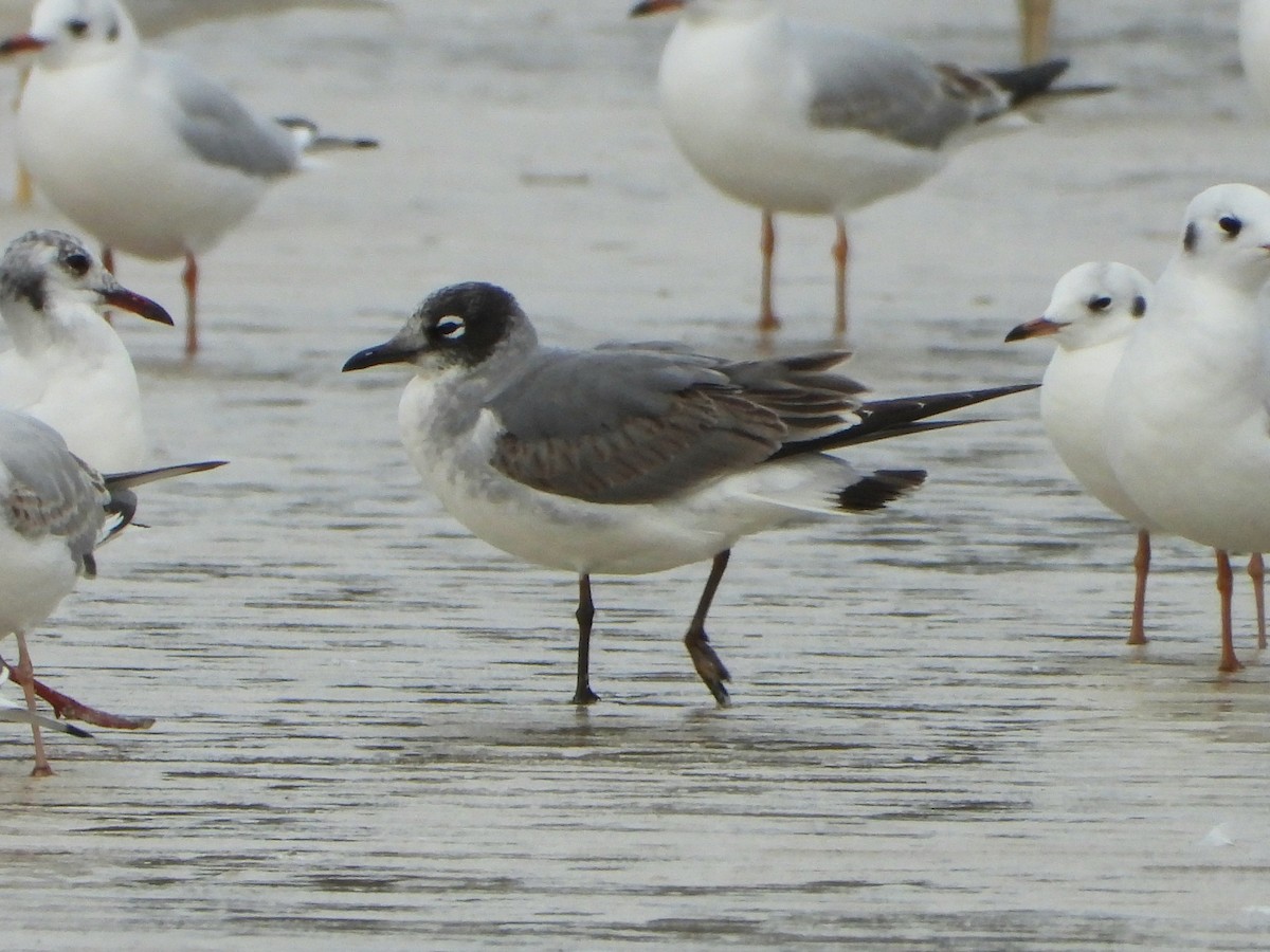 Gabbiano di Franklin - ML646392294