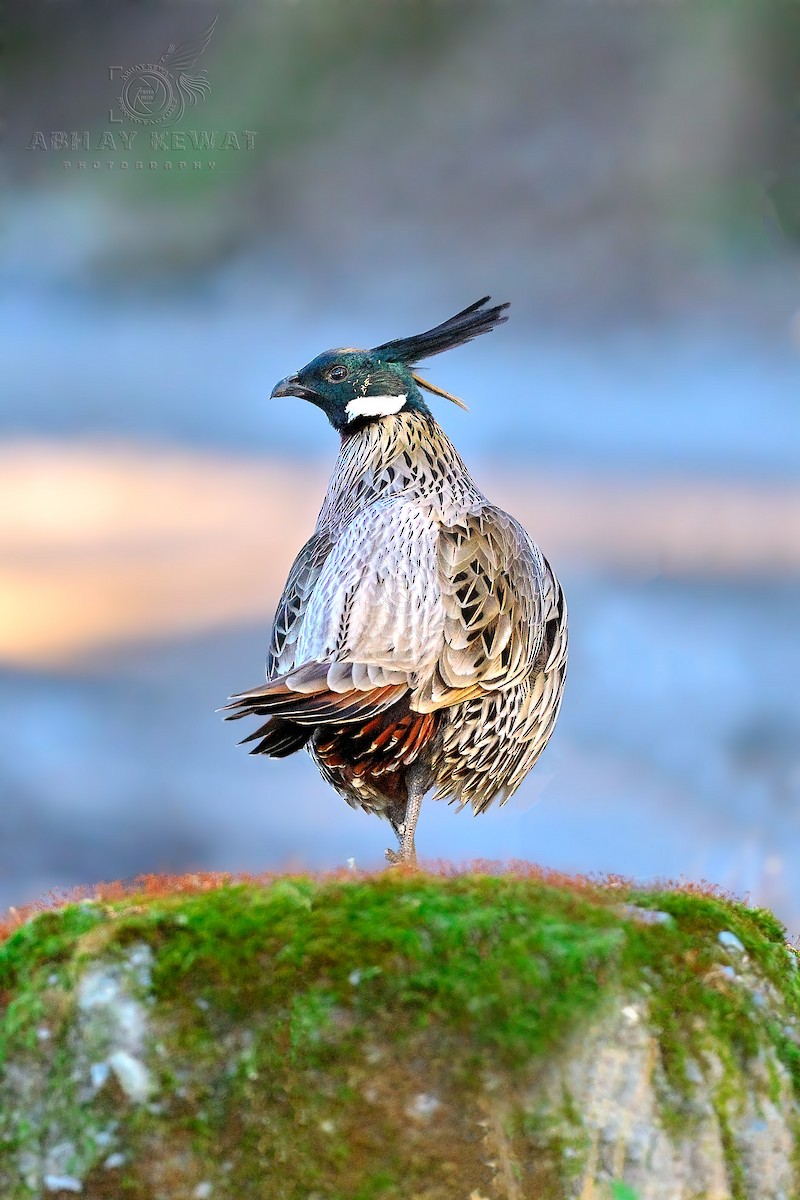 Koklass Pheasant - ML646392295