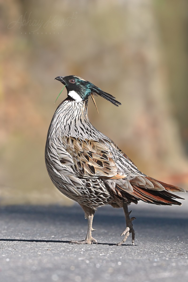 Koklass Pheasant - ML646392296