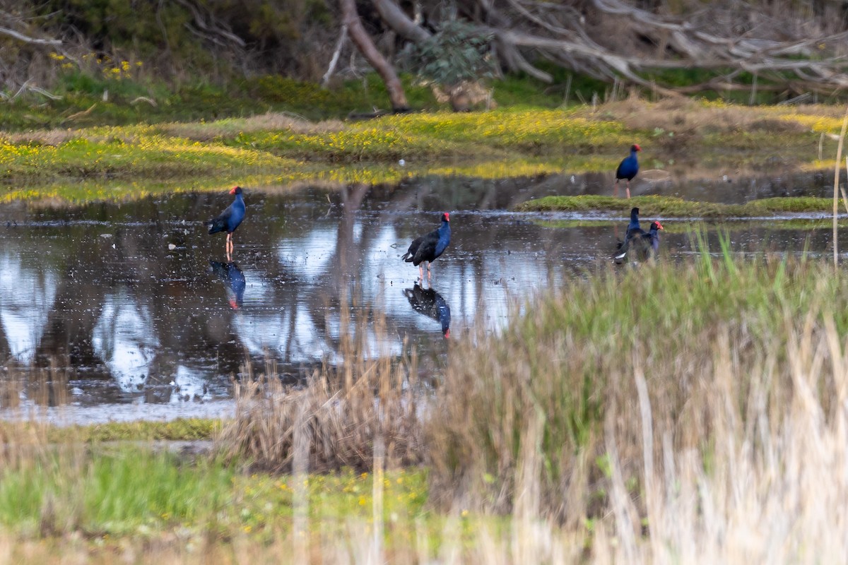 Australasian Swamphen - ML646392301
