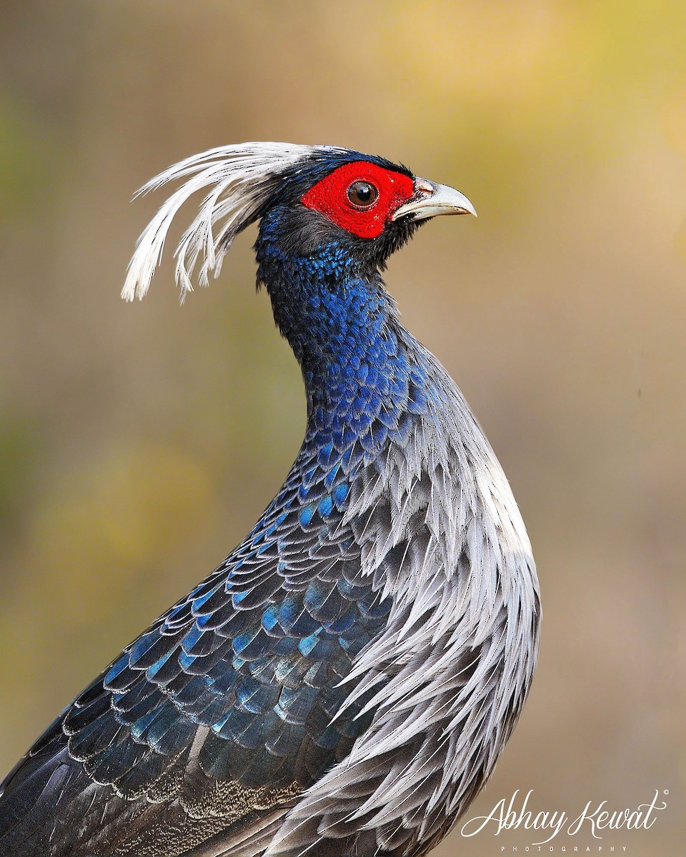 Kalij Pheasant - ML646392302