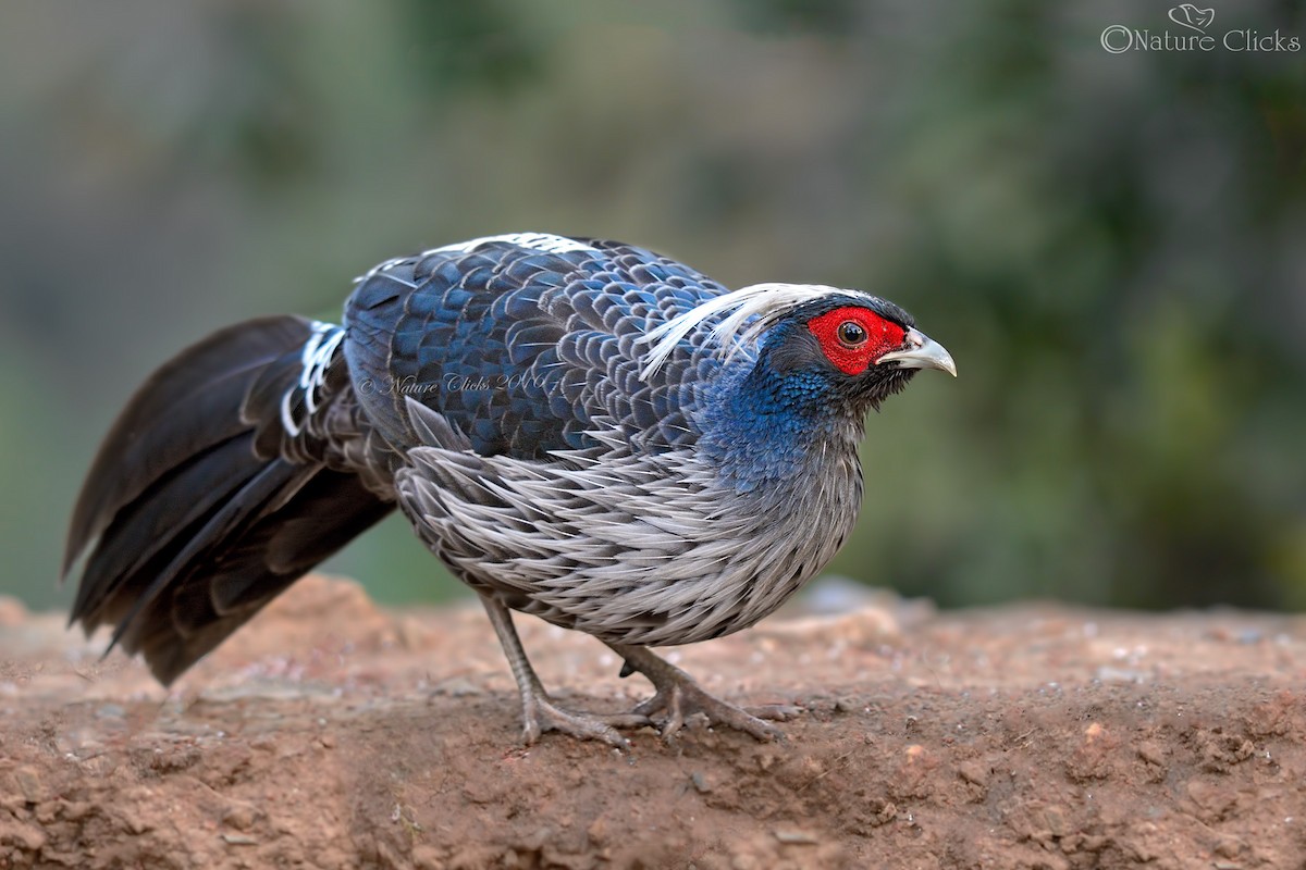 Kalij Pheasant - ML646392303