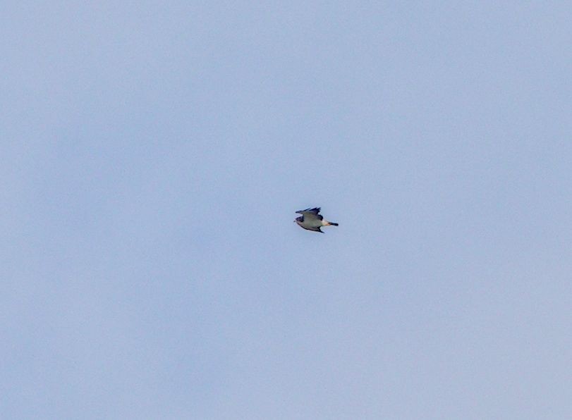 Short-tailed Hawk - ML646392306