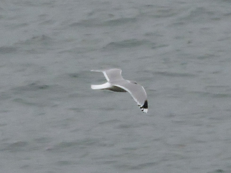 Common Gull - ML646392313
