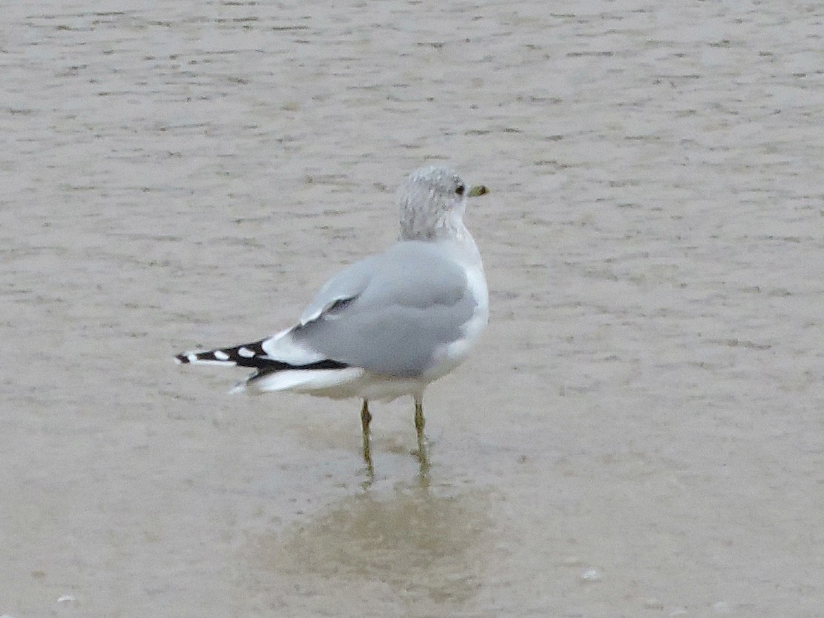 Common Gull - ML646392314
