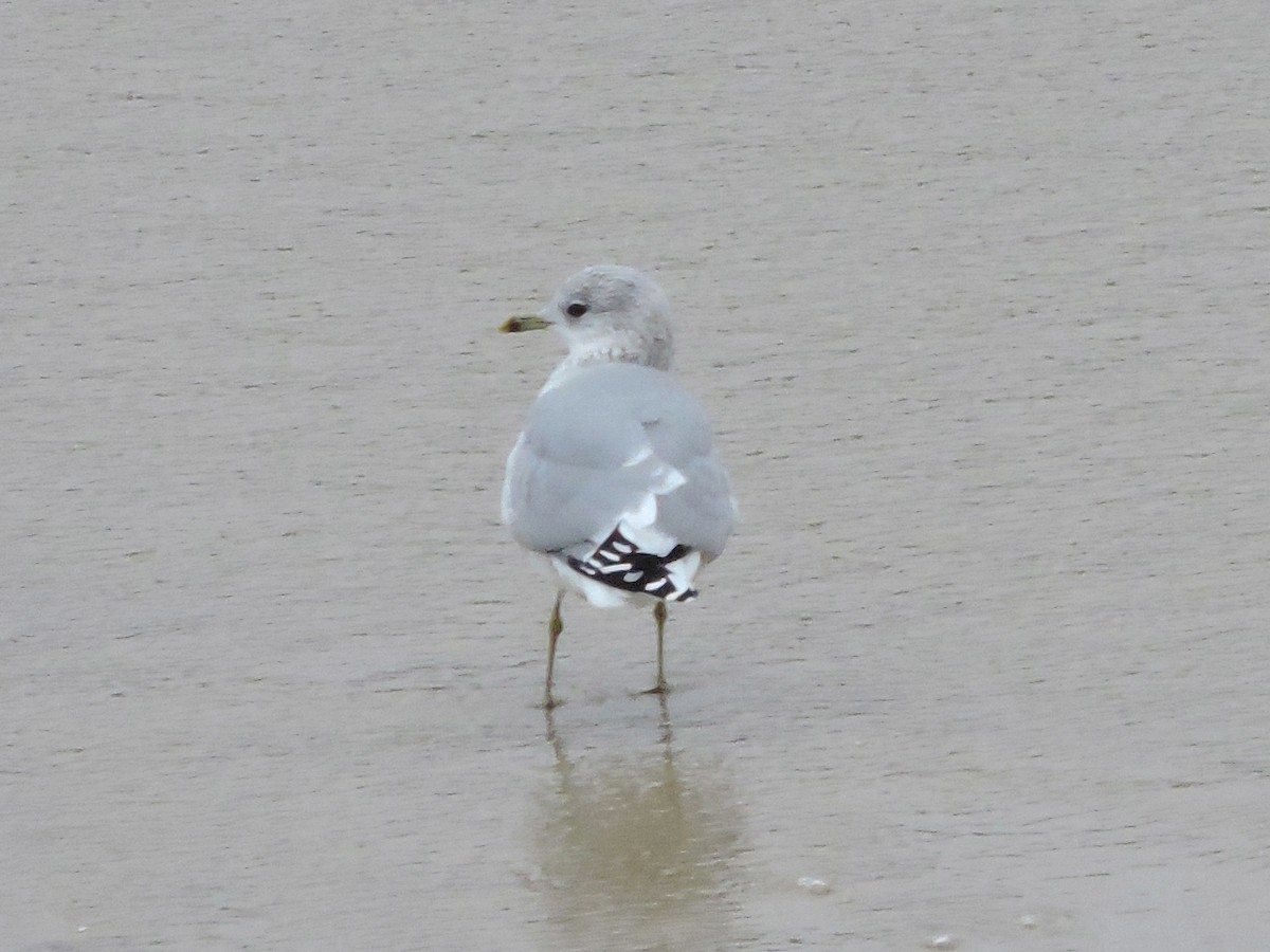 Common Gull - ML646392315