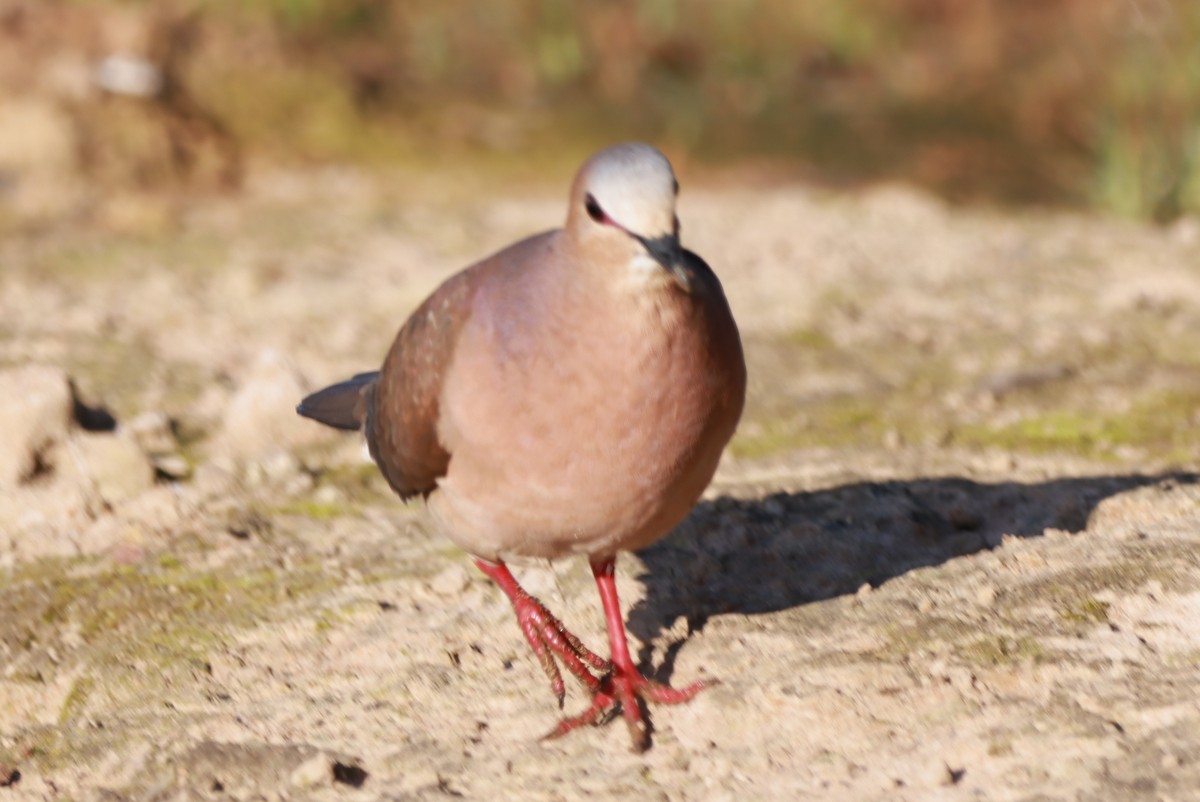 Gray-fronted Dove - ML646392316