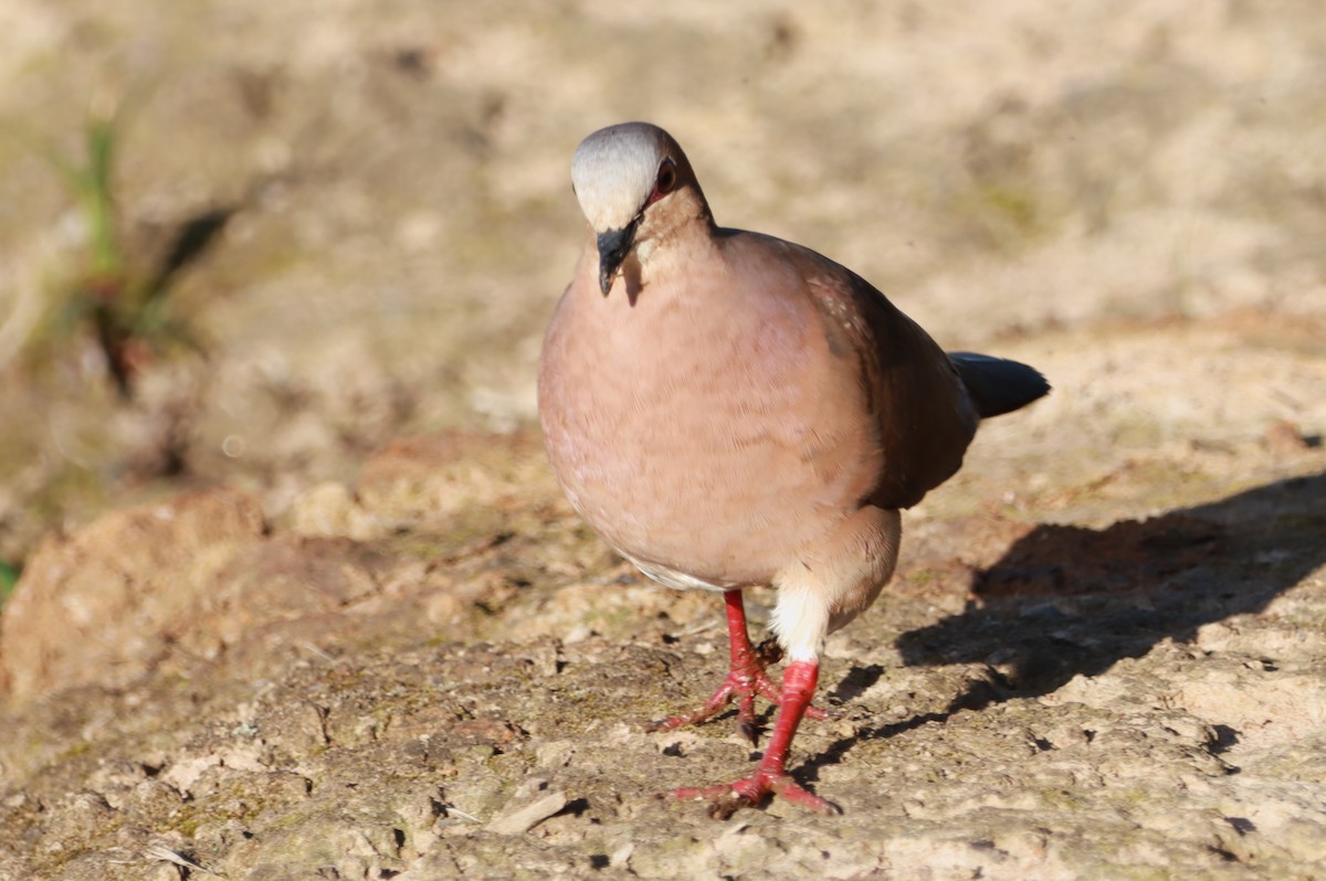 Gray-fronted Dove - ML646392317