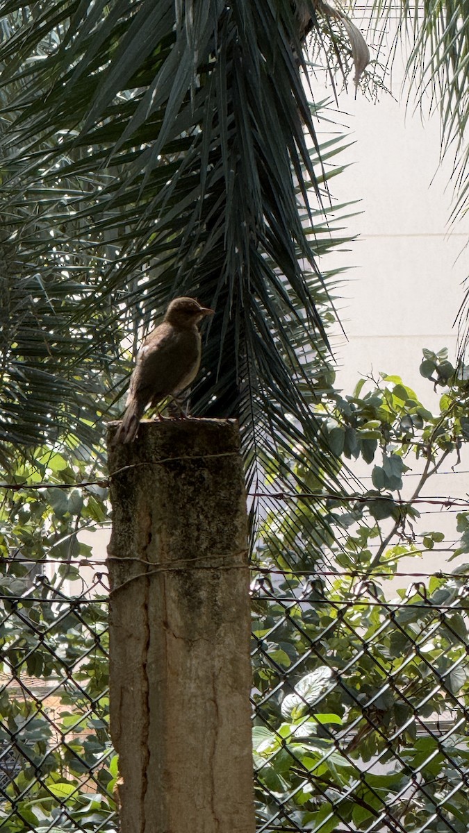 Pale-breasted Thrush - ML646392318