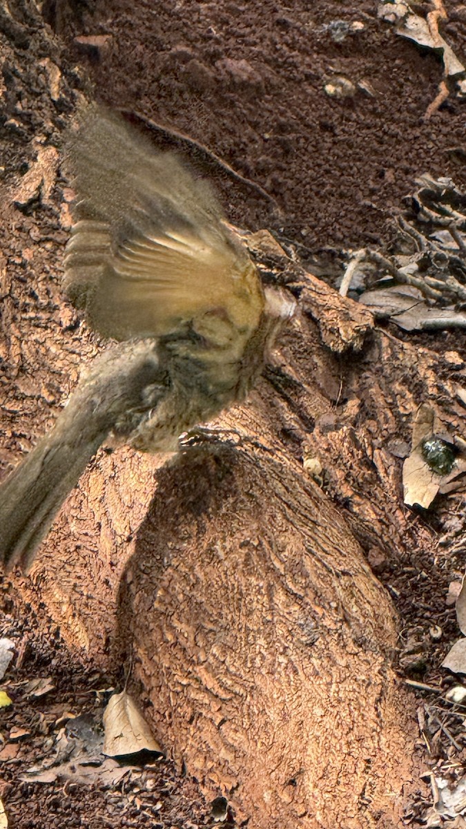 Pale-breasted Thrush - ML646392319