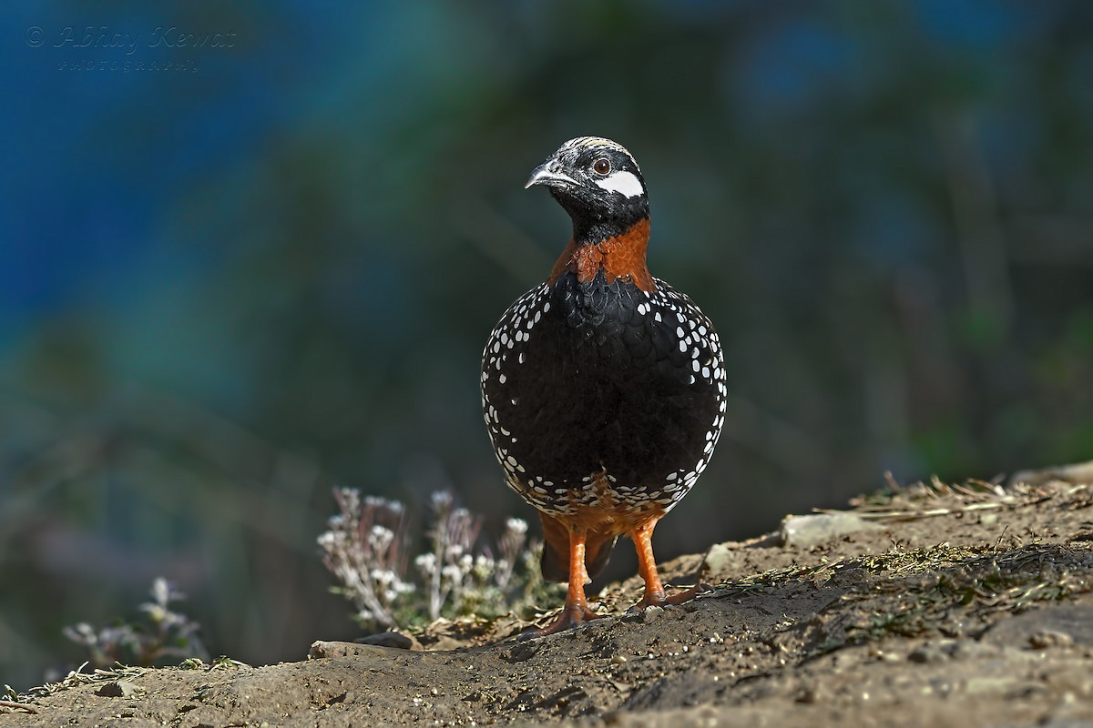 Black Francolin - ML646392321