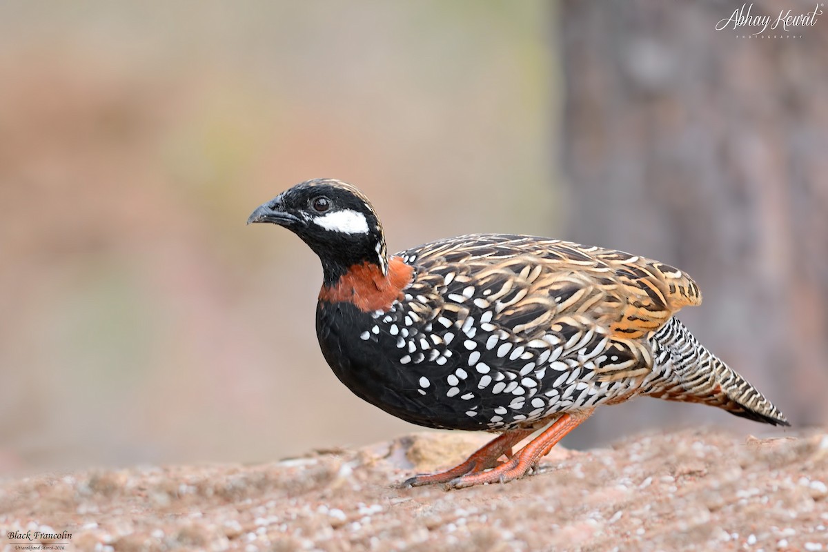 Black Francolin - ML646392323