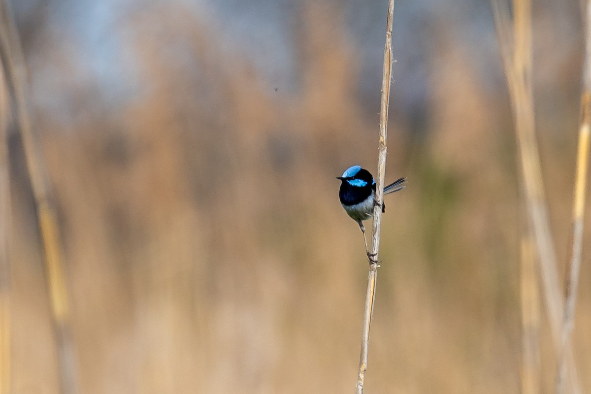 Superb Fairywren - ML646392325