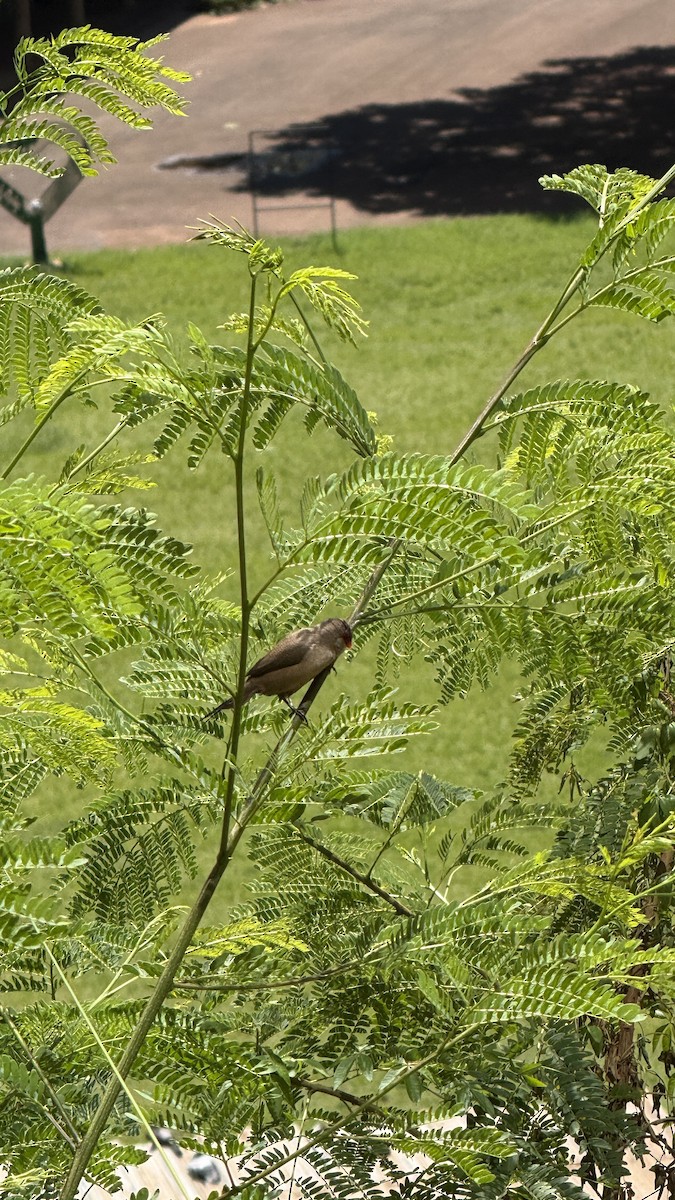 Common Waxbill - ML646392327