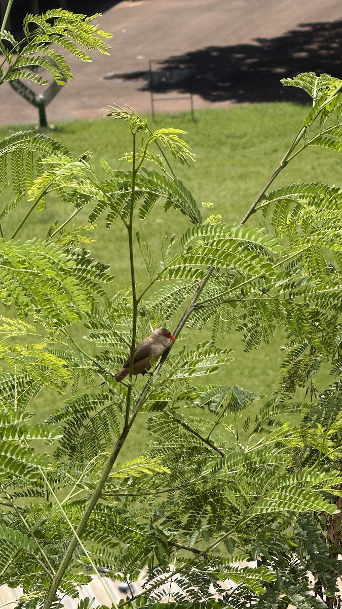 Common Waxbill - ML646392329
