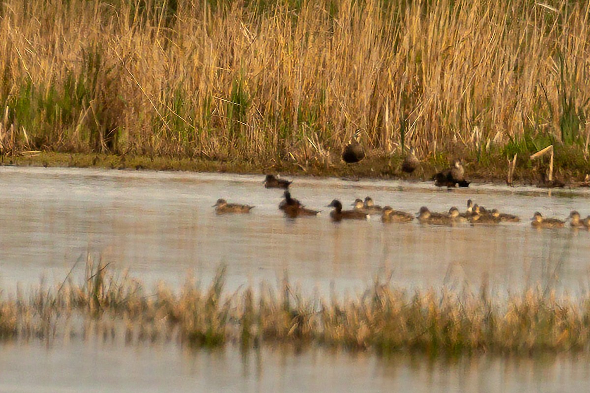 Hardhead - ML646392332